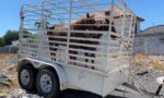 Gobierno de Reynosa busca a dueño de caballos
