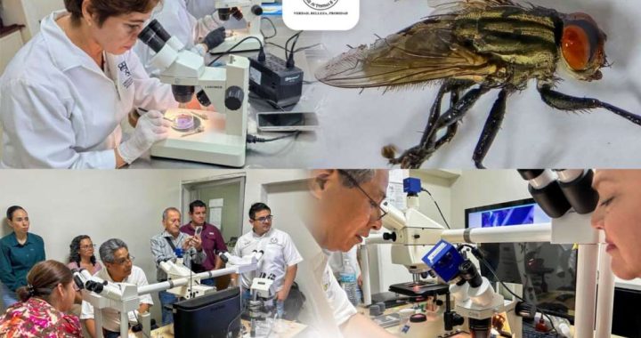 Colabora la UAT en medidas preventivas contra el gusano barrenador