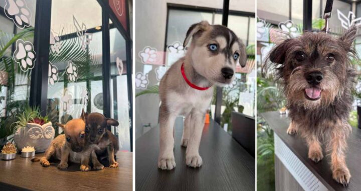 Ofrece Gobierno de Carlos Peña Ortiz servicios médicos del Hospital Veterinario Municipal