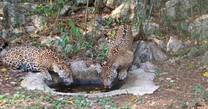 Libera Comisión de Parques cinco jaguares en Tamaulipas