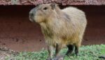 Llega una adorable pareja de capibaras al Zoológico Tamatán