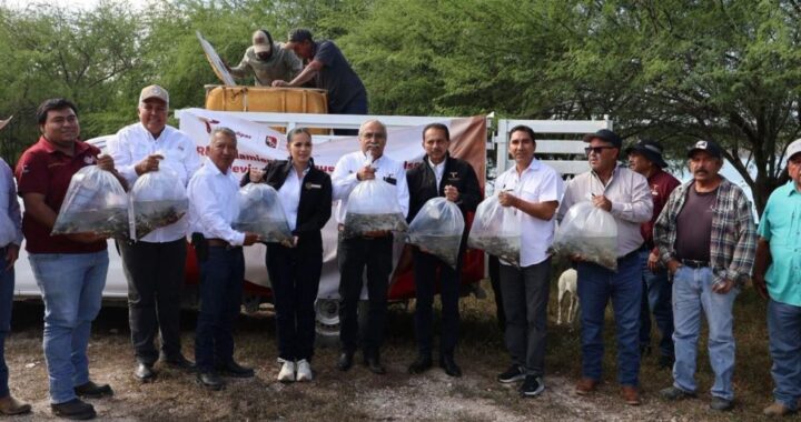 Promueven repoblamiento pesquero en Tamaulipas con la liberación de 8 mil alevines