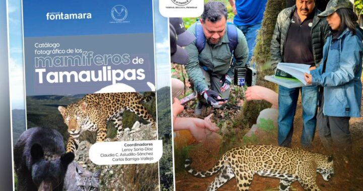 Difunde la UAT catálogo fotográfico de los mamíferos de Tamaulipas