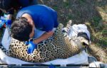 Jaguar rescatado sano y salvo en Gómez Farías: Comisión de Parques