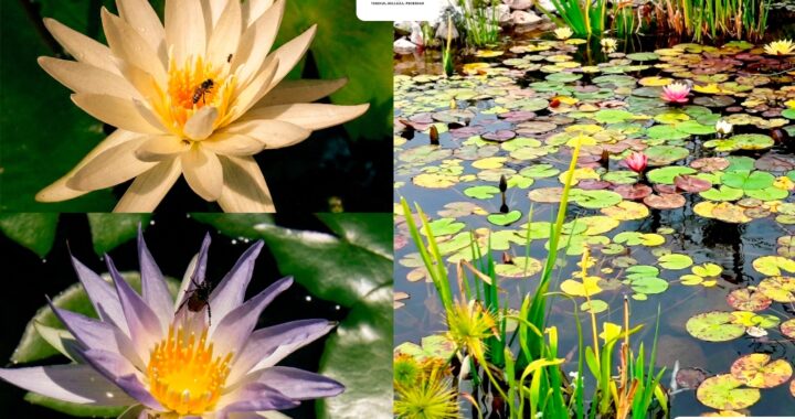 Colabora UAT en la conservación de humedales y ecosistemas acuáticos