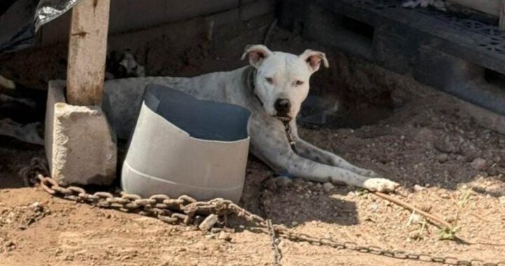 Demuestran reynosenses corazón solidario con la vida animal