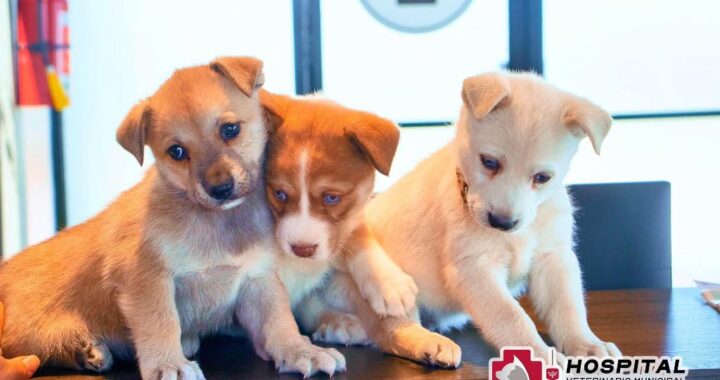Celebra el Día de los Cachorros con los servicios del Hospital Veterinario de Reynosa