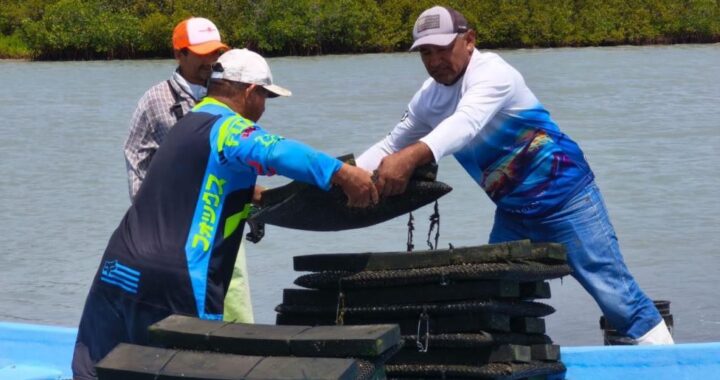 Refuerzan acciones para el crecimiento sostenible del ostión en Aldama