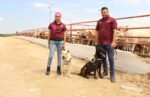 Avanza Tamaulipas en control del gusano barrenador con apoyo de binomios caninos