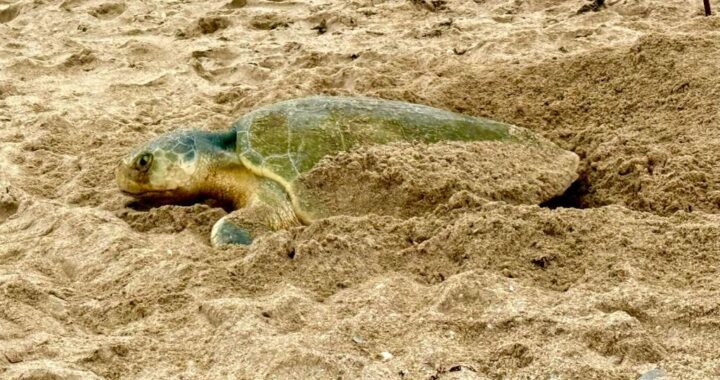 Registra Tamaulipas más de 207 mil huevos de tortuga lora en temporada 2026
