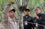 Refuerza Tamaulipas la vigilancia para proteger a la paloma ala blanca