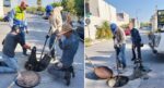 Atiende COMAPA limpieza de pozos de visita en Las Ceibas