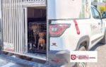Continúa Gobierno de Carlos Peña Ortiz con acciones de protección animal en Valle Soleado