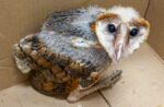 Participa Gobierno de Carlos Peña Ortiz en protección a fauna silvestre