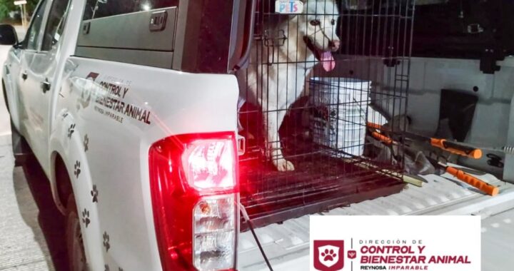 Rescató Gobierno de Reynosa canino abandonado
