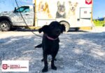 Visitó Control y Bienestar Animal el Refugio Mary con campaña de esterilización