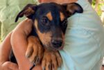 Benefician brigadas veterinarias gratuitas «Patitas Seguras en tu Refugio» a mascotas