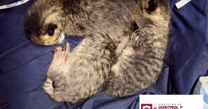 Rescató Control y Bienestar Animal de Reynosa a felinos abandonados