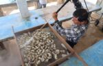 Supervisan unidades de producción de ostión en Las Higuerillas, municipio de Matamoros