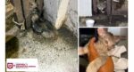 Liberó Control y Bienestar Animal a felino atrapado en Las Fuentes