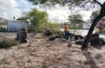 Limpia de área verde de la Avenida Revolución en la 16 de Septiembre