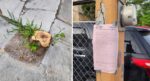 Registró Medio Ambiente de Reynosa tala ilegal de árbol en Campestre Bugambilias