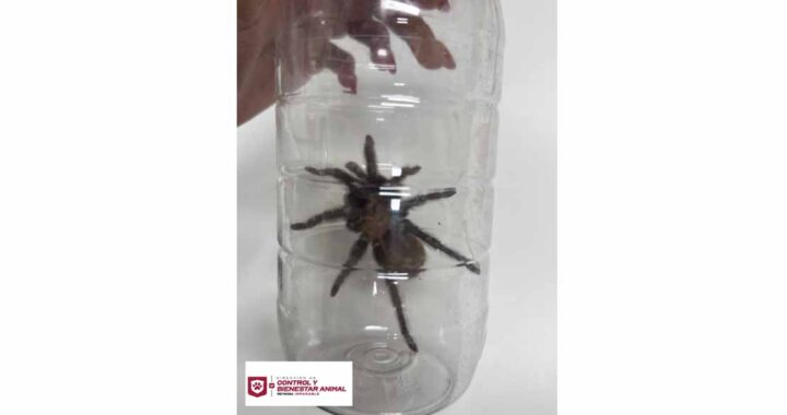 Liberó Control y Bienestar Animal una tarántula en su hábitat natural